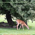 Deer Solo Grass