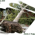 NYC Tornado 2 of 13